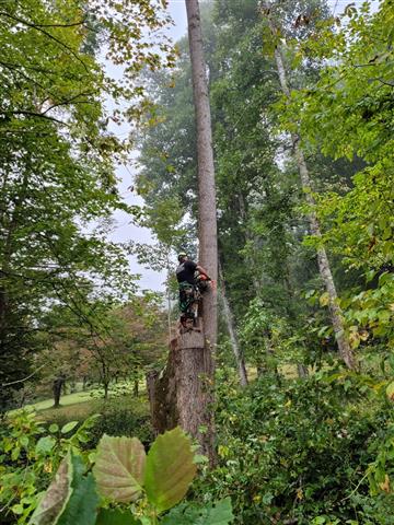 Shaddai Tree Services image 10