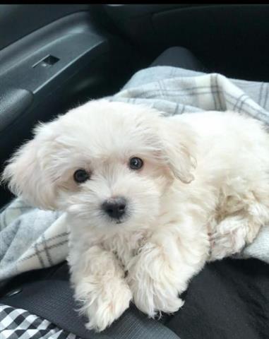 $500 : Cute Maltese Puppies image 1