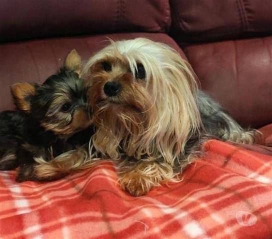 $350 : Cachorros Yorkie en venta image 2