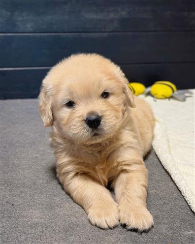 $350 : Golden Retriever image 1