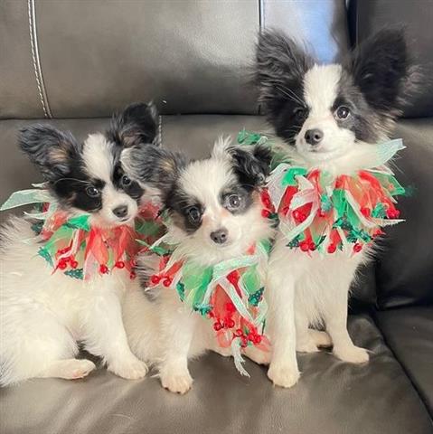 $375 : Papillon puppies for sale image 1