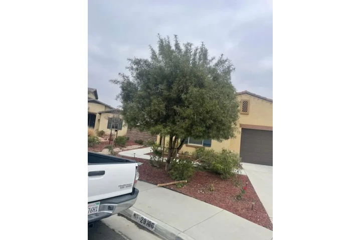 🌱✨ Palacios Landscaping ✨🌱 image 4