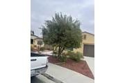 🌱✨ Palacios Landscaping ✨🌱 thumbnail