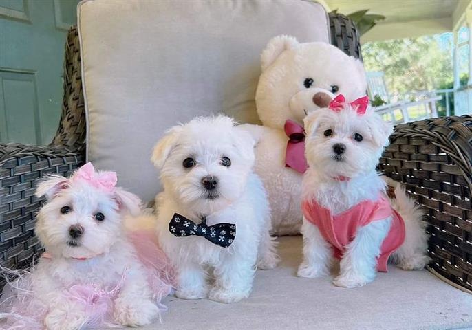 $400 : Gorgeous Maltese Puppies image 1