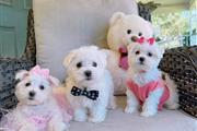 Gorgeous Maltese Puppies en Little Rock