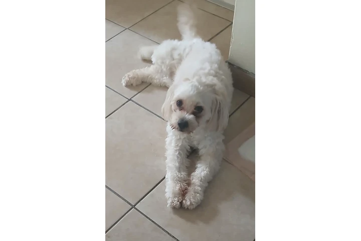 $1 : Perri para dar en adopción image 2