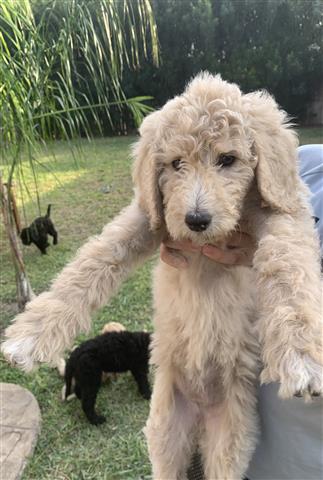 Standard Poodle image 1