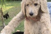 Standard Poodle en McAllen