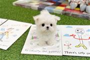 $500 : Teacup Maltese puppies thumbnail