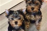 $390 : Cachorros Yorkies Cariñosos thumbnail