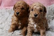 Quality Red toy poodle puppies en North Dakota