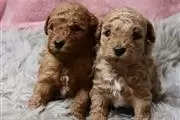 BUY Red toy poodle puppies