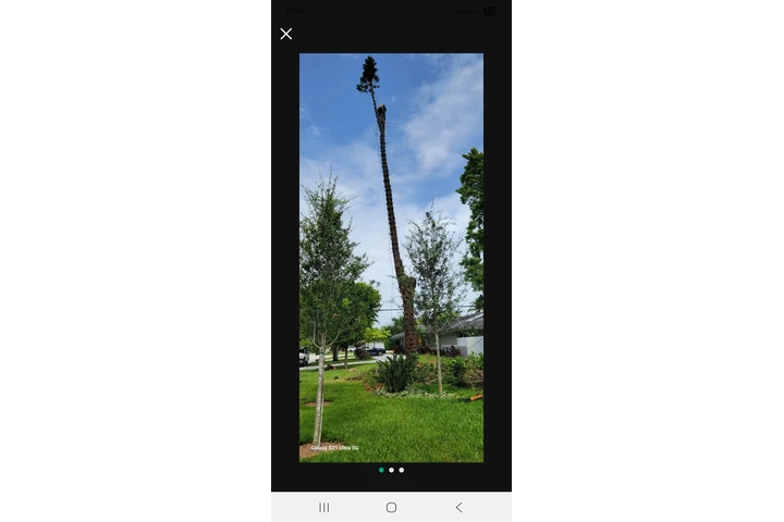 Omar tree y landscape image 1