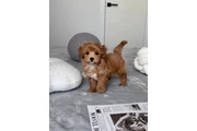 $300 : Top Healthy Maltipoo Puppies thumbnail