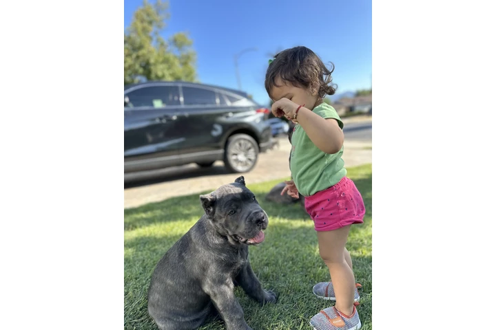 $4000 : SALE DOG CANE CORSO image 5