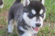 aKC Registered Siberian Husky’