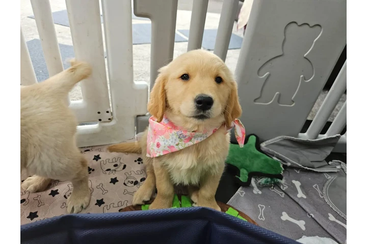 $350 : Cachorros Golden Retriever image 2