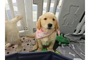 $350 : Cachorros Golden Retriever thumbnail