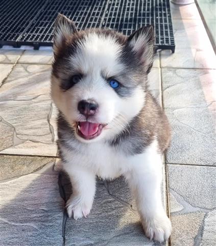 $350 : HUSKY SIBERIANO CACHORRO GRIS image 2