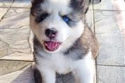 $350 : HUSKY SIBERIANO CACHORRO GRIS thumbnail