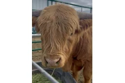 Yellow Scottish Highland Bull en Imperial County