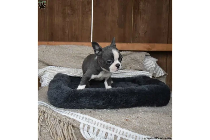 $480 : Boston Terrier puppy for sale image 2