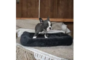 $480 : Boston Terrier puppy for sale thumbnail