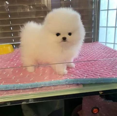 $500 : Pomeranian puppies image 2