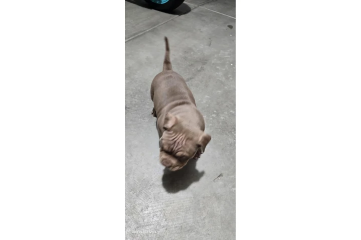 $2000 : Exotic American bullys image 2