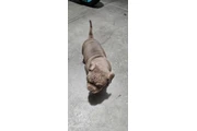 $2000 : Exotic American bullys thumbnail