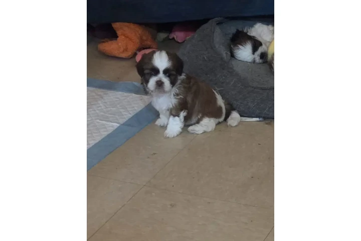 $650 : 4 shitzu 100%puros image 7