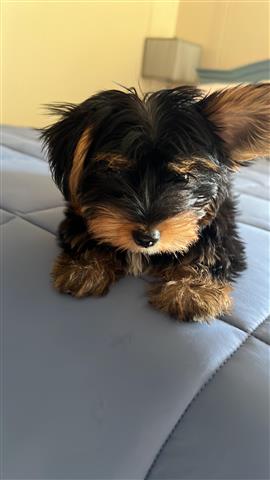 $850 : Adorable cachorro Yorkie image 3