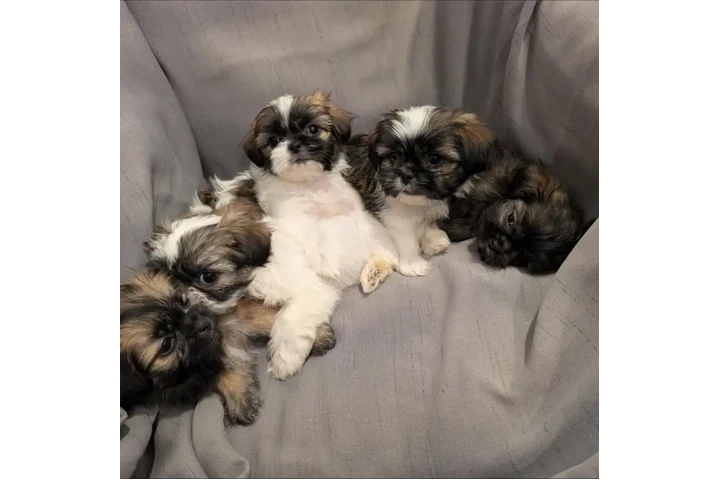 $350 : Shih tzu taza de té image 1