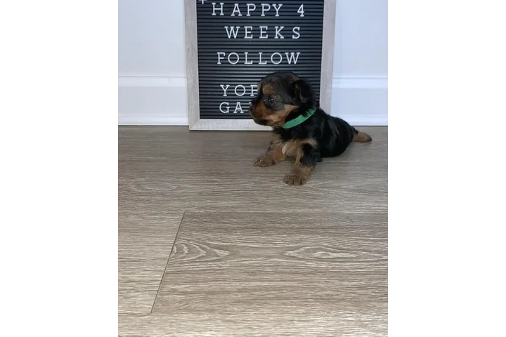 $350 : Cachorros yorkie taza de té image 5