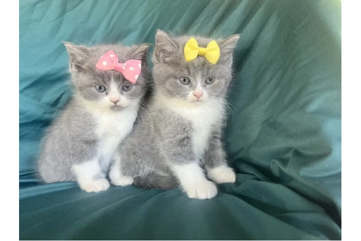 $175 : Gatitos persa mix image 1