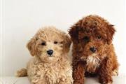 Amazing poodle puppies