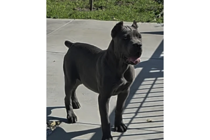 $800 : Cane Corso image 4