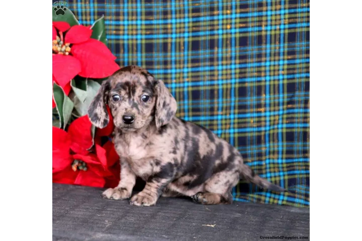 $350 : Sweet dachshund puppy for sale image 3