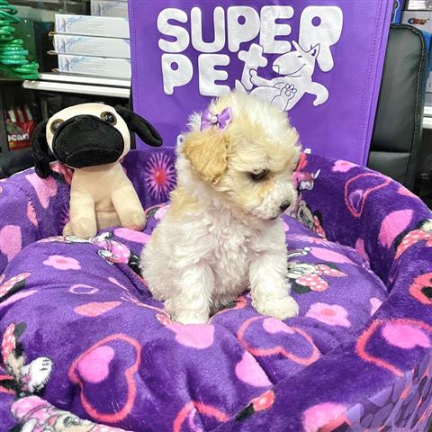 $350 : Cachorrita Fench Poodle “Super image 1