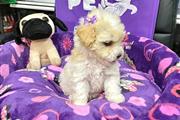 $350 : Cachorrita Fench Poodle “Super thumbnail