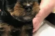 Cachorro yorkshire terrier min en Albany