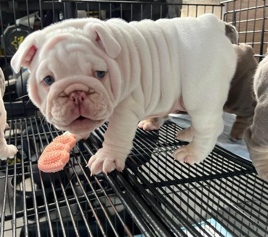 $350 : BULLDOG INGLÉS EN VENTA image 3