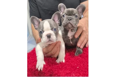 Frenchie Puppies en Orange County