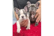 Frenchie Puppies en Orange County