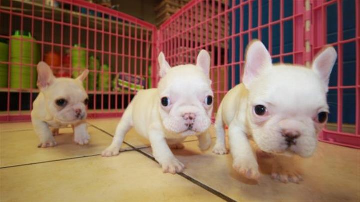 $1000 : cachorros de bulldog francés image 2