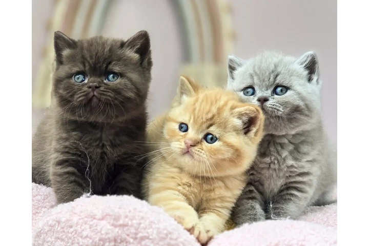 $260 : British shorthair for adoption image 1
