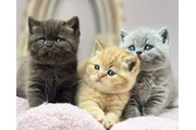 British shorthair for adoption en Chicago