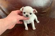 Chihuahua puppies for sale en Los Angeles