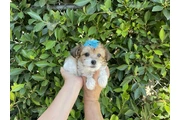 lindos MalShih en Los Angeles