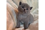 $300 : Cute British shorthair thumbnail